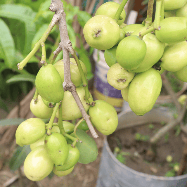 Rare Thailand White Jamun Fruit Plant (Syzygium cumini)