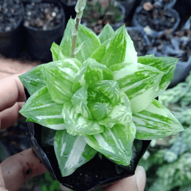 Variegated Haworthia Succulent Plant(Bare Rooted)