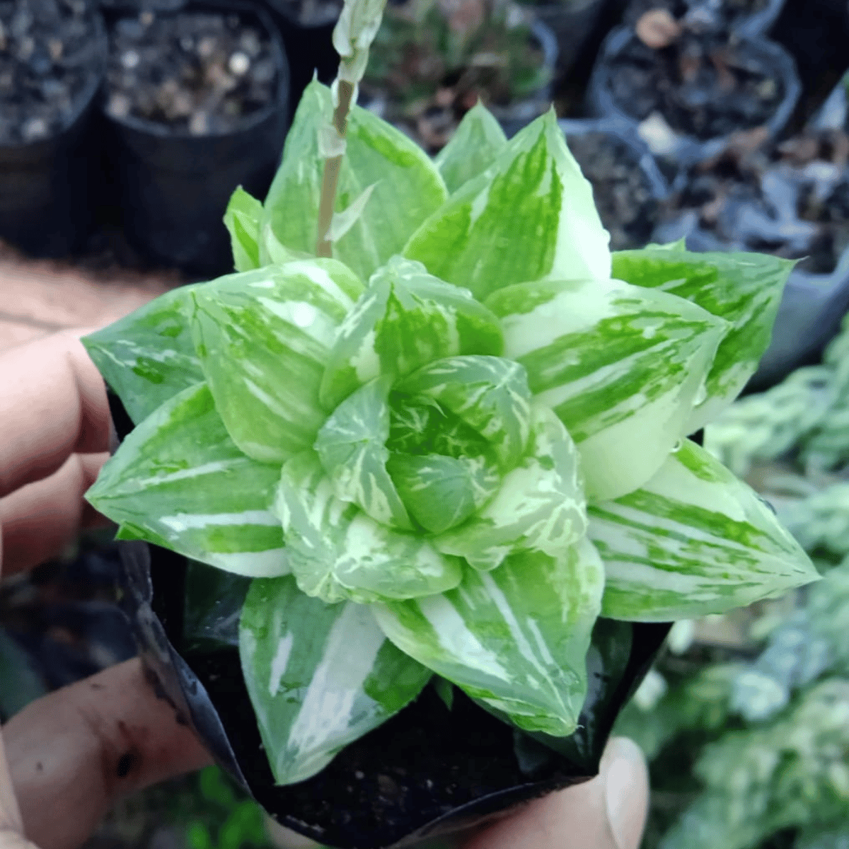 Variegated Haworthia Succulent Plant(Bare Rooted)