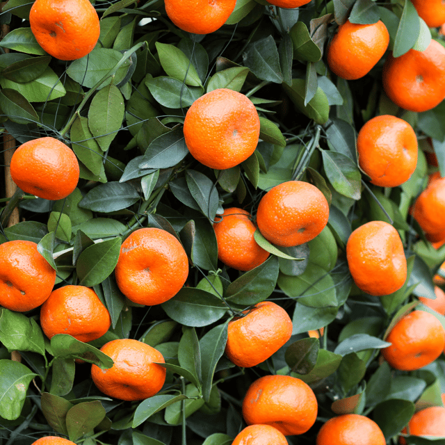 Chinese Sweet Orange Plant