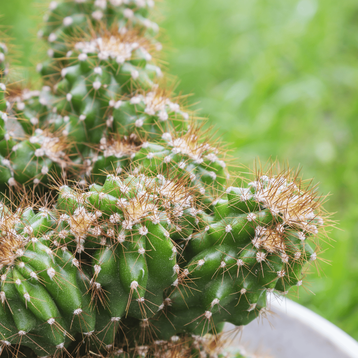 Brawn Cactus Live Plant / Cereus Peruvianus Monstruosus Oscuros Cacti (Bare Rooted)
