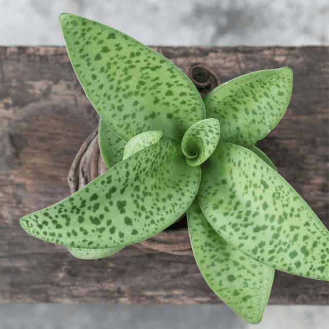 Drimiopsis Plant (Leopard Lily) (Bare Rooted)