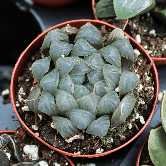 Haworthia Emelyae Succulent Plants (Bare Rooted)