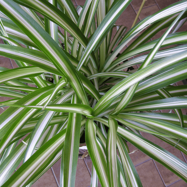 Spider Plant (Chlorophytum comosum) - Bare Rooted