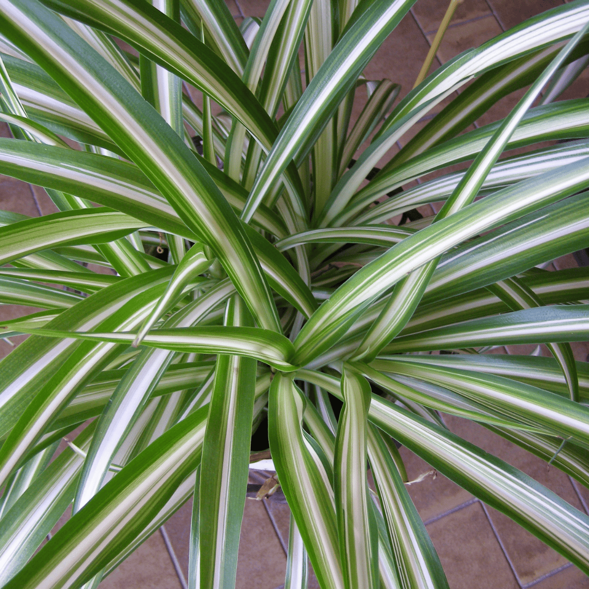 Spider Plant (Chlorophytum comosum) - Bare Rooted