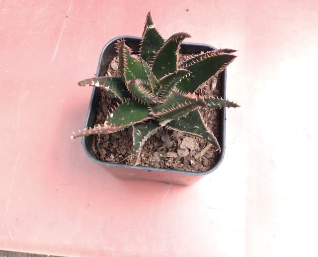 Hybrid Aloe Vera Plants Combo (Pack of 8 Aloevera ) - Bare Rooted
