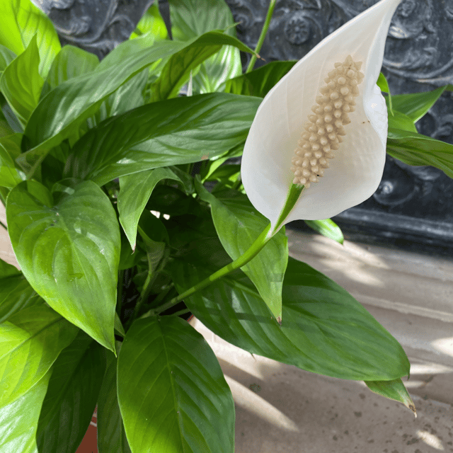 Peace Lily Plant (Spathiphyllum Plant) -Bare Rooted