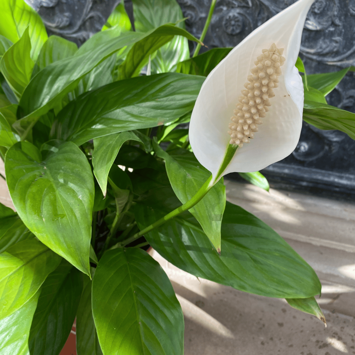 Peace Lily Plant (Spathiphyllum Plant) -Bare Rooted