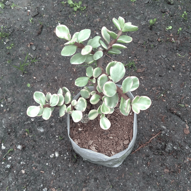 Variegated Jade Plant Succulent Plant (Bare Rooted)
