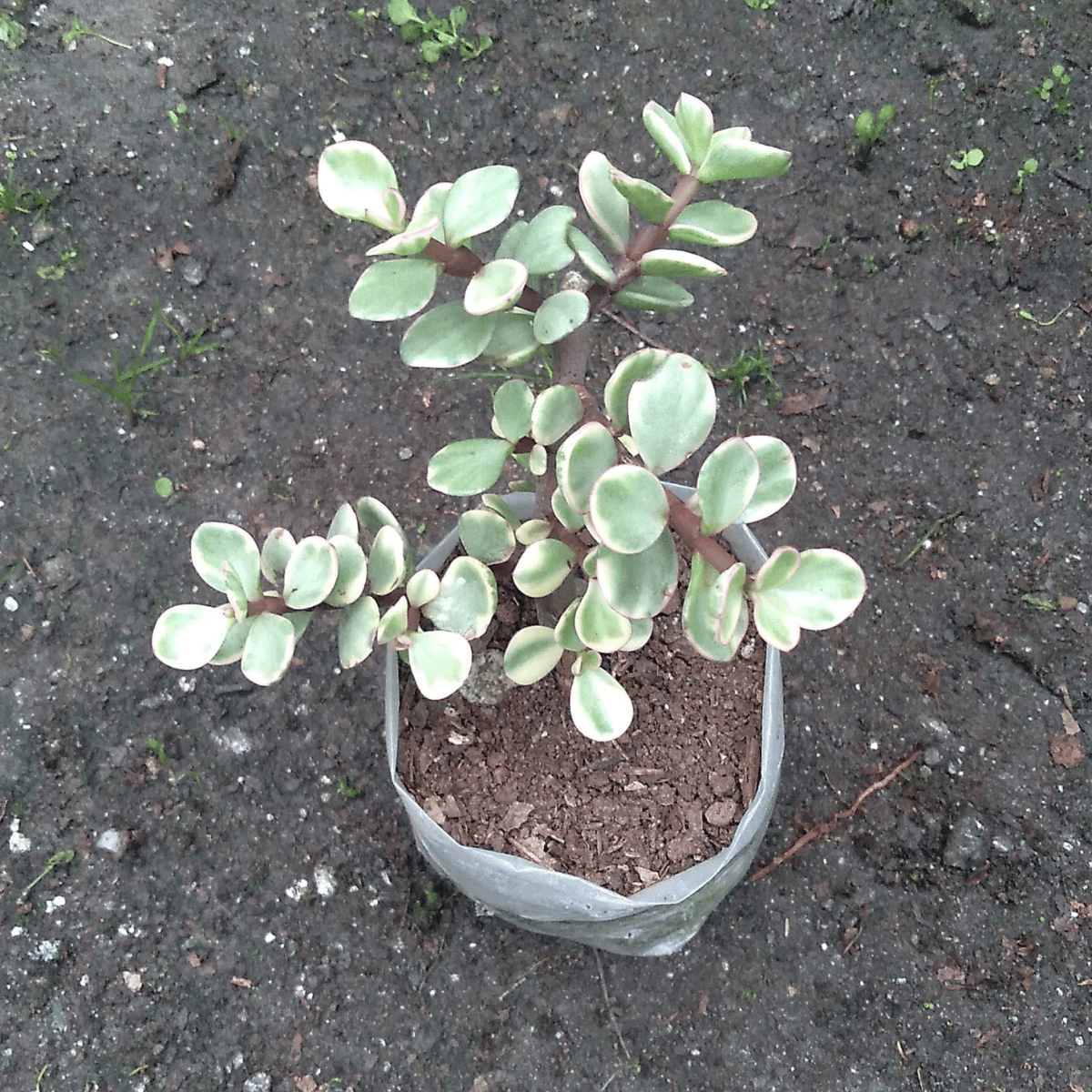 Variegated Jade Plant Succulent Plant (Bare Rooted)