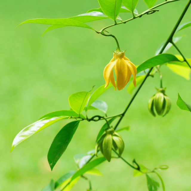 Kanthali Champa Flower Plant (Artabotrys Hexapetalus)
