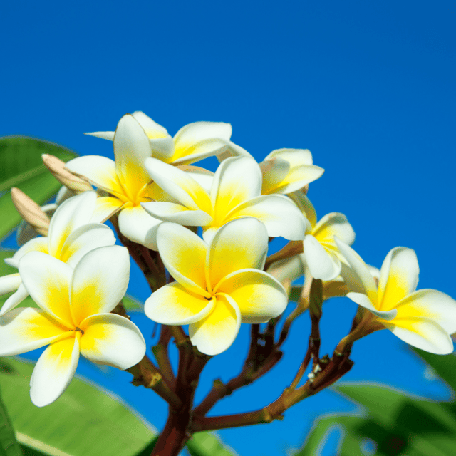 Katchapa / Plumeria Live Flower Plant