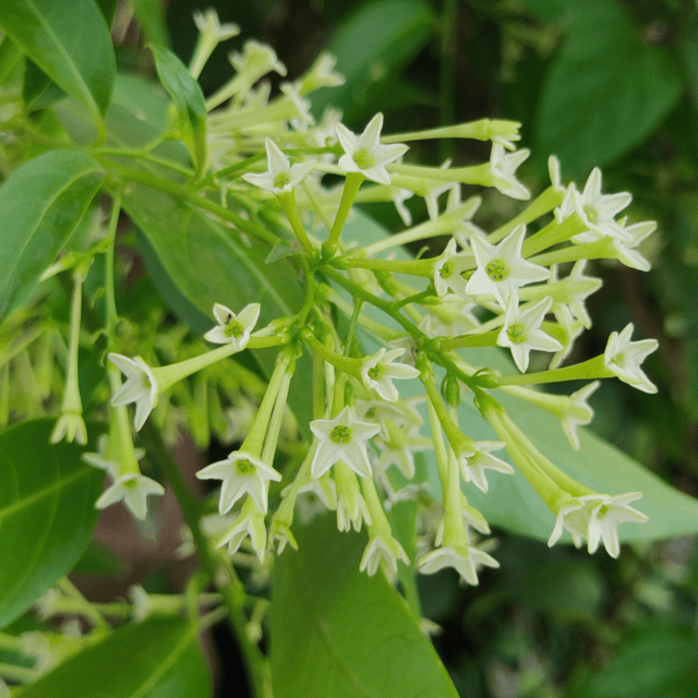 Raat Ki Rani / Night Blooming Jasmine Live Flower Plant / Hasnuhana Flower Plant