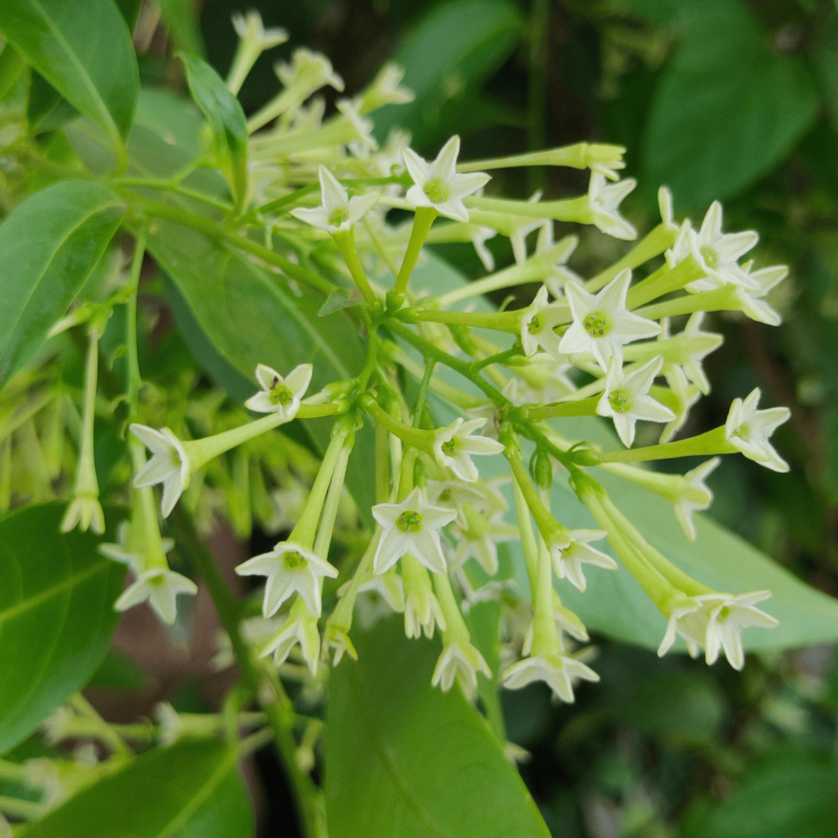 Raat Ki Rani / Night Blooming Jasmine Live Flower Plant / Hasnuhana Flower Plant