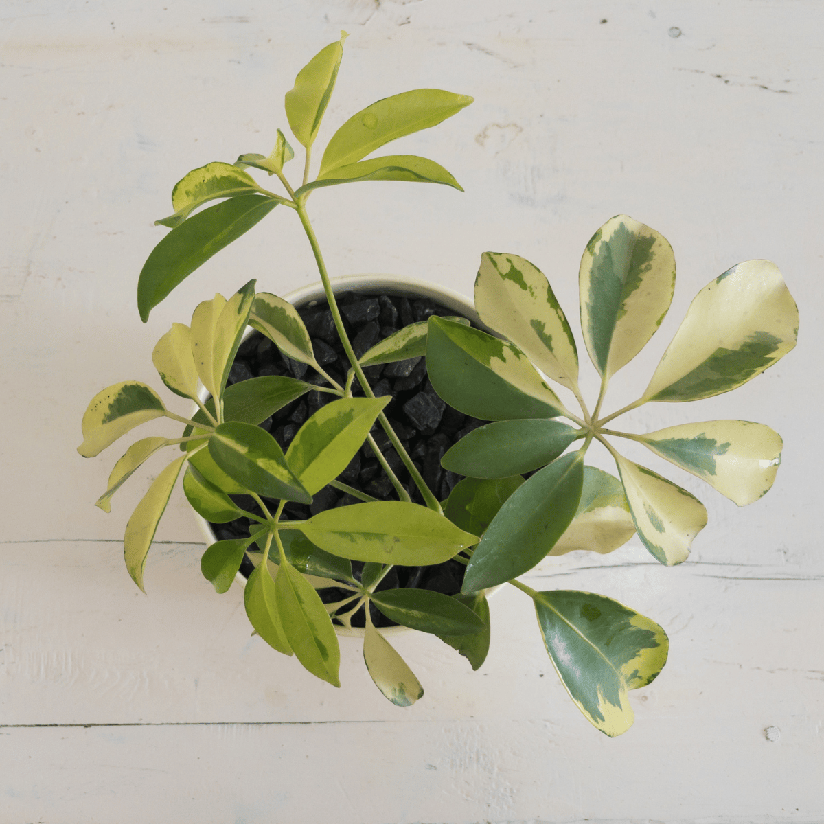 Schefflera Variegated Live Plant