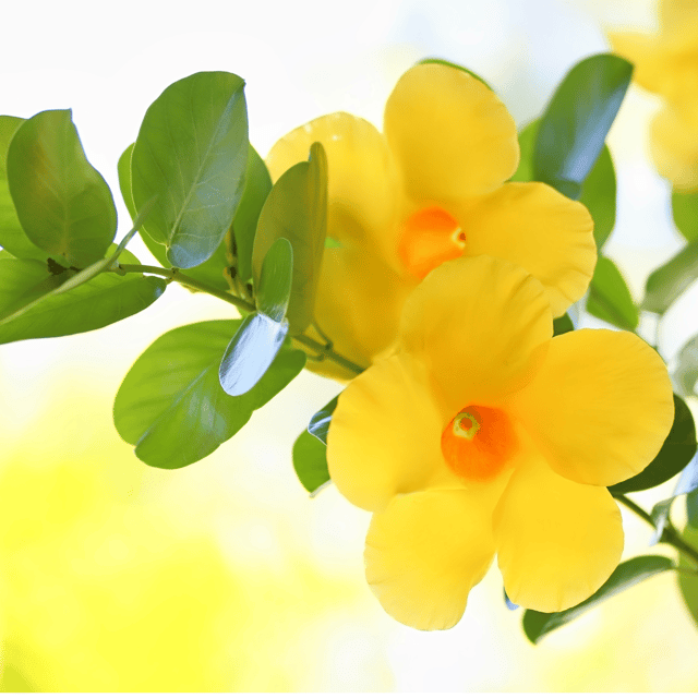 Yellow Mandevilla Flower Plant