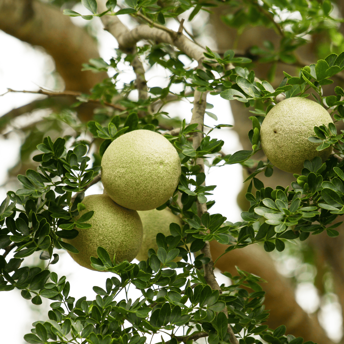 Wood Apple (Katbel) Fruit Plant