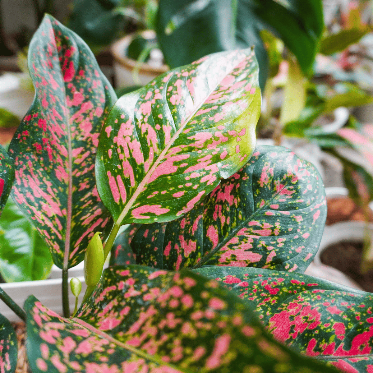 Aglaonema Live Indoor Plant