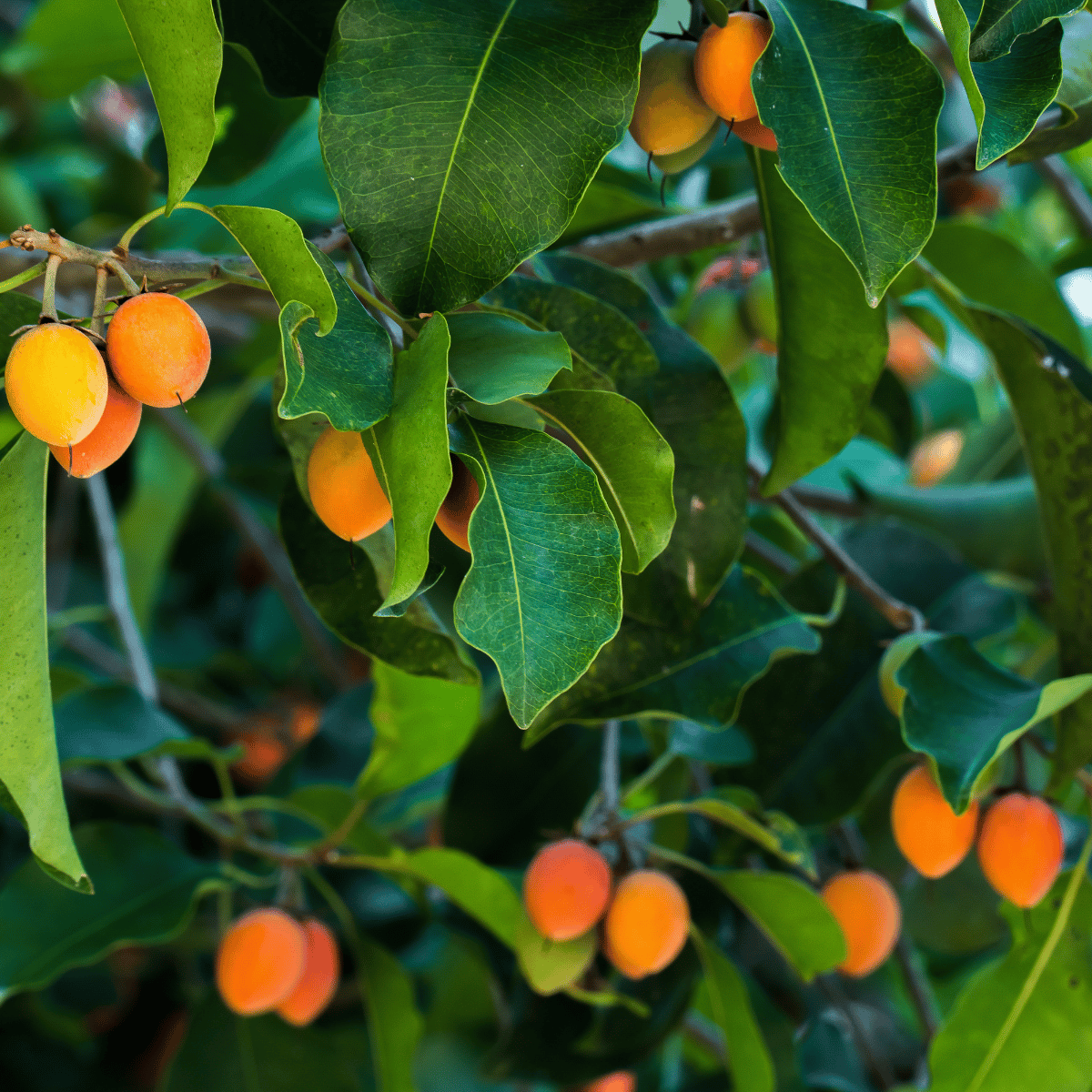 Bakul / Bullet Wood Fruit Plant ( Mimusops Elengi)