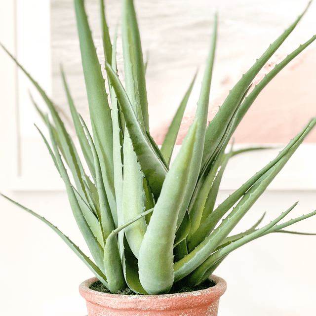 Aloe Vera Live Plant