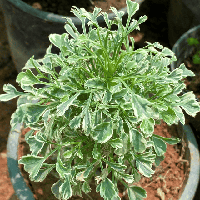 Variegated White Aralia Plant