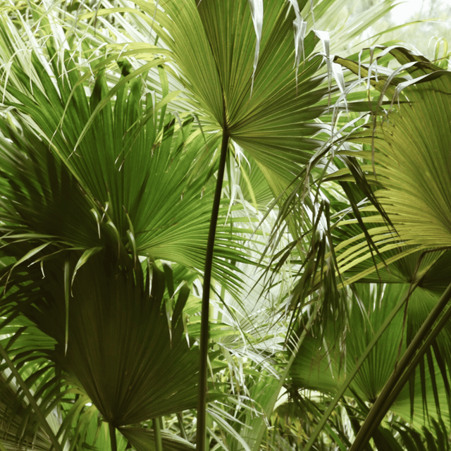 Chinese Fan Palm Plant