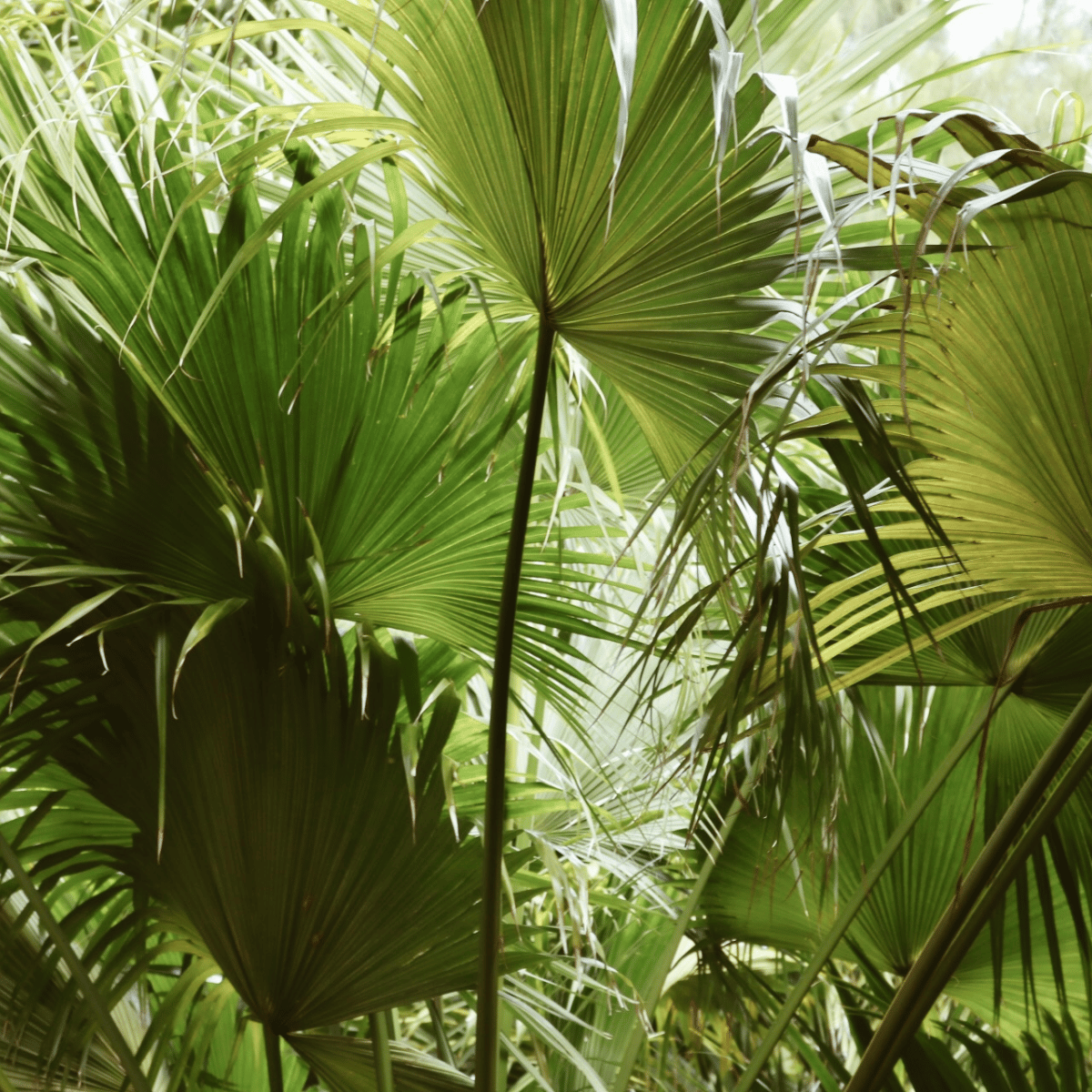 Chinese Fan Palm Plant