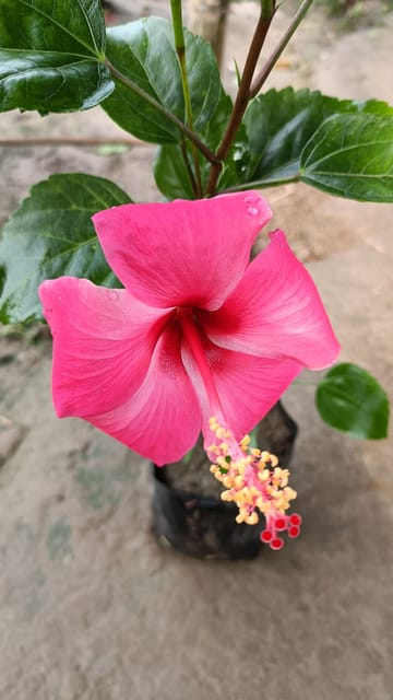 Rajendra Prasad hibiscus flower plant