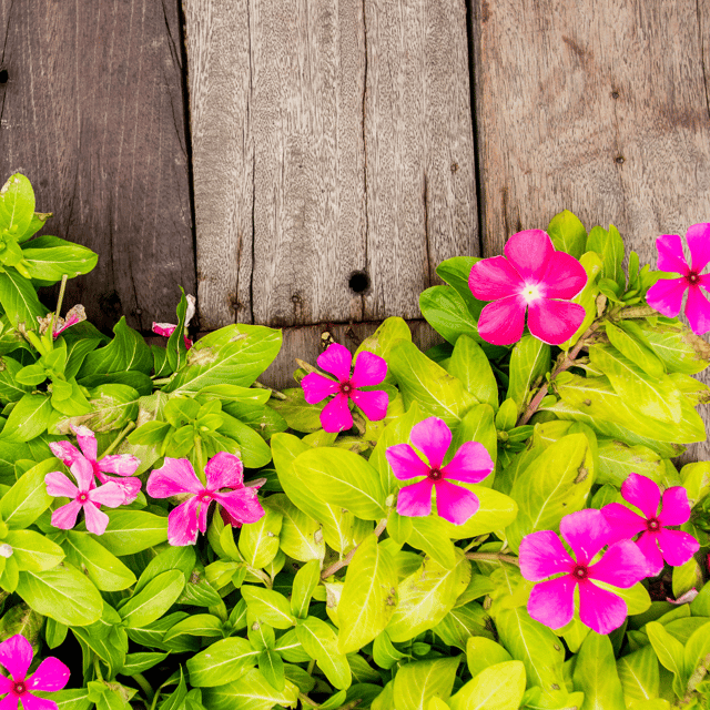 Vinca Flower Mix Seed (Pack Of - 30 Seeds)