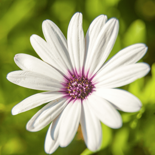 Dimorphotheca Flower Seed (Pack Of - 50 Seeds)