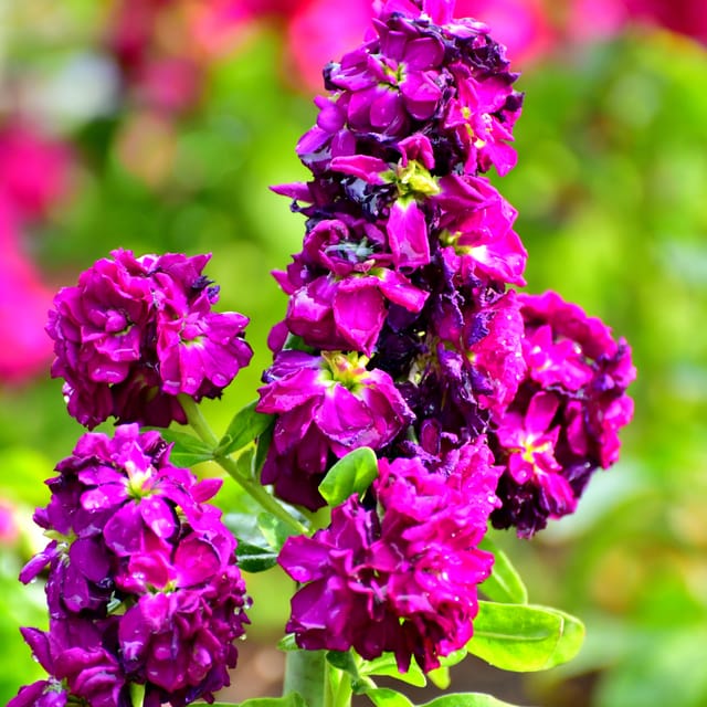 Stock /Matthiola Flower Seed (Pack Of - 50 Seeds)