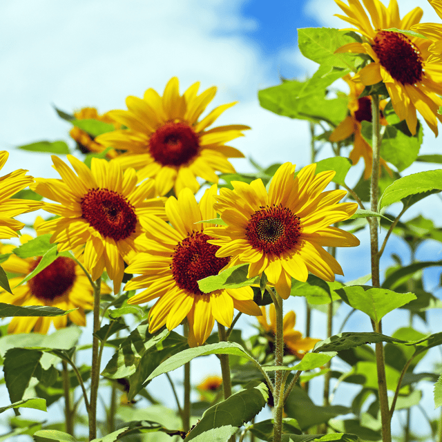Sunflower Seed(Pack Of -30 Seeds)