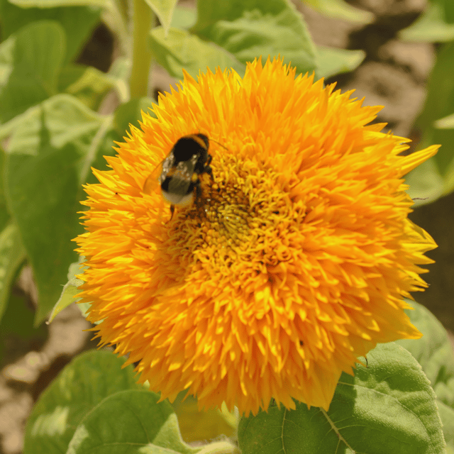 Sungold Flower Seed (Pack Of - 30 Seeds)