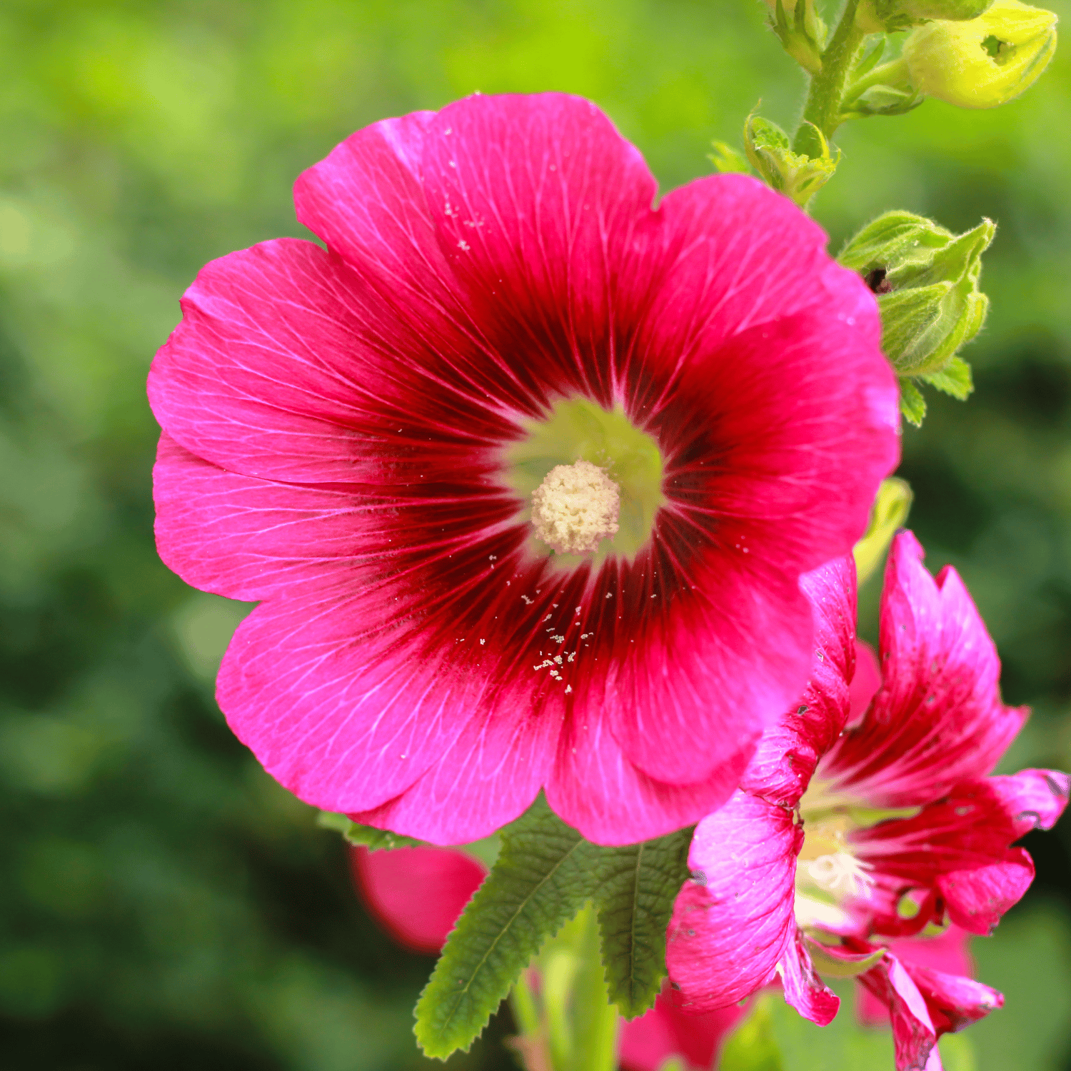 Hollyhock Flower (Mix) Seed (Pack Of 30 Seeds)