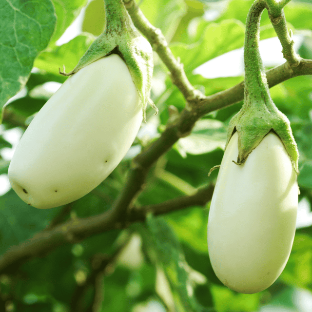 Organic White Brinjal Seeds(Pack Of - 100 Seeds)