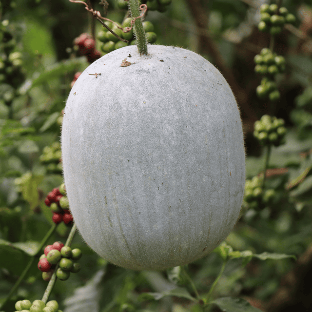 Organic Ash Gourd (raakh laukee) Seeds (Pack Of - 25 Seeds)