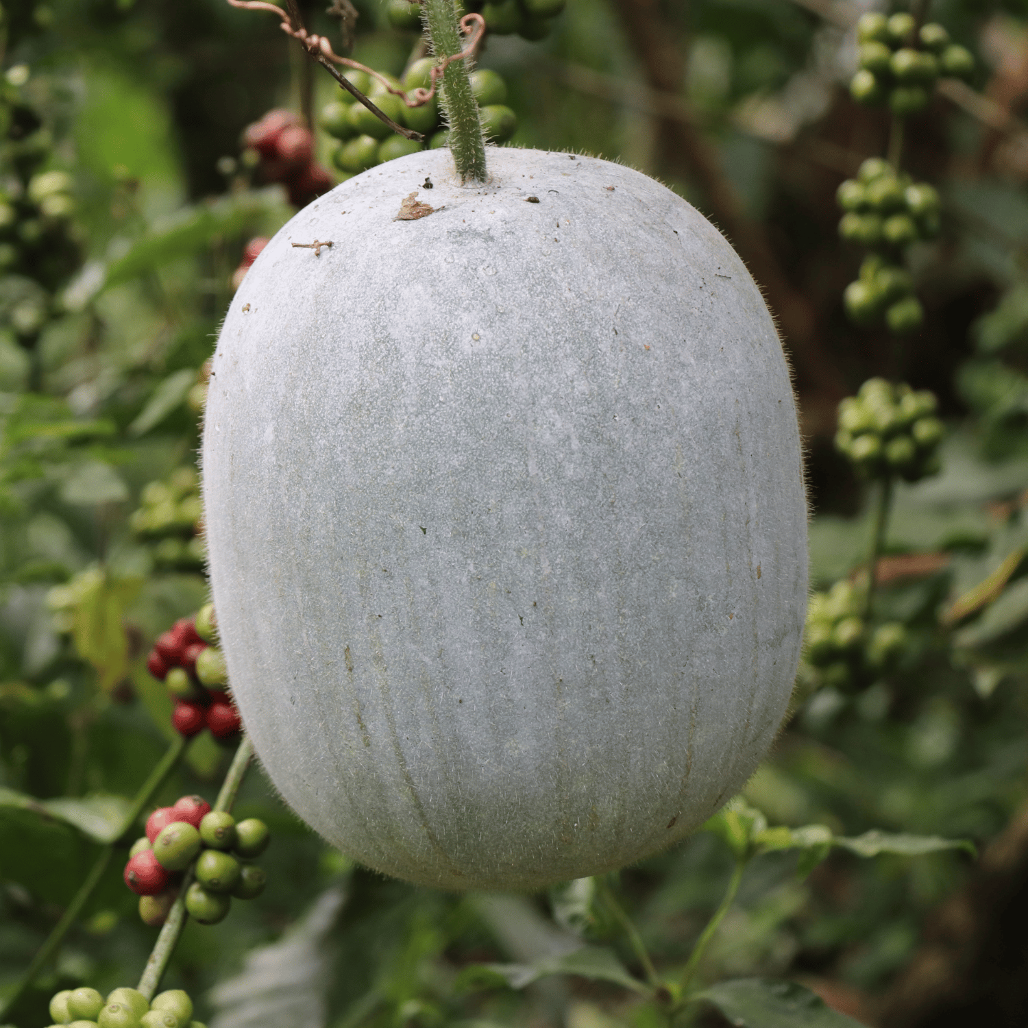 Organic Ash Gourd (raakh laukee) Seeds (Pack Of - 25 Seeds)