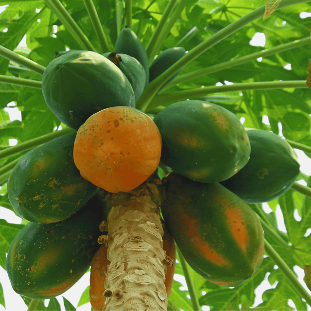 Organic Papaya Seeds (Pack Of -50 Seeds)