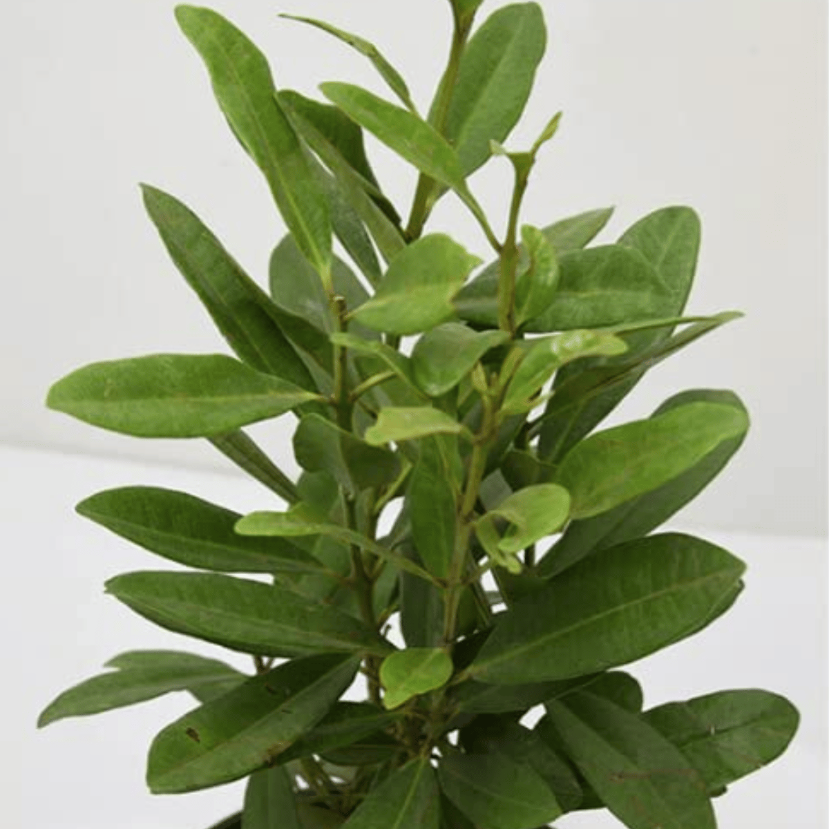 Meat Masala Plant