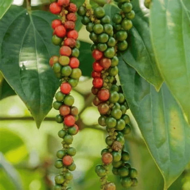 Hybrid Black Pepper Plant, Kali Mirch Spice Plant