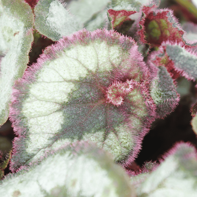 Rex Begonia  (Bare Rooted)