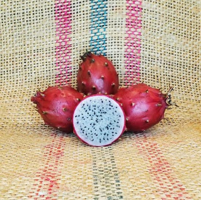 Baby Cerrado Dragon Fruit Live Plant