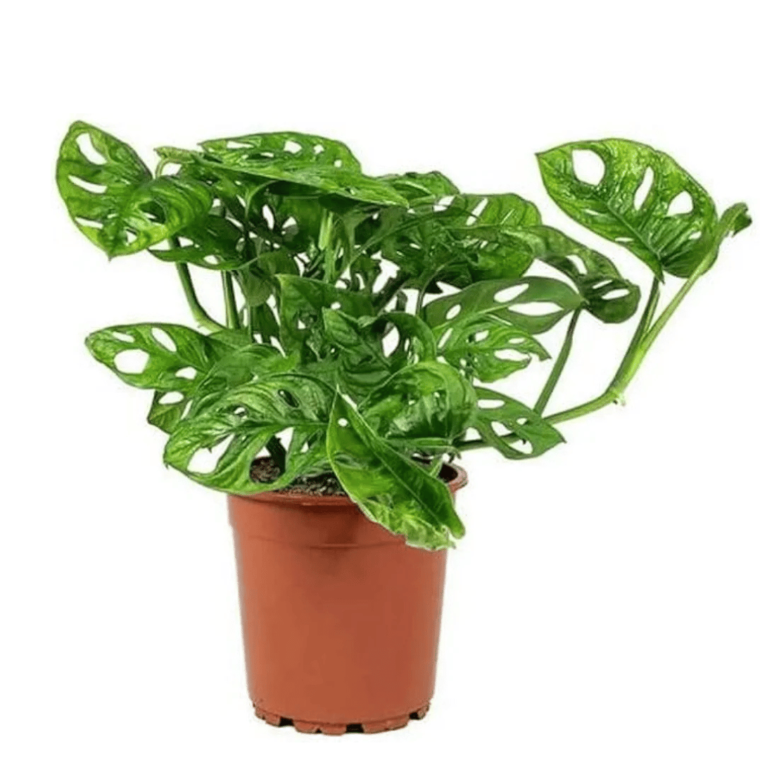 Monestera Broken Heart Live Indoor Plant With Pot