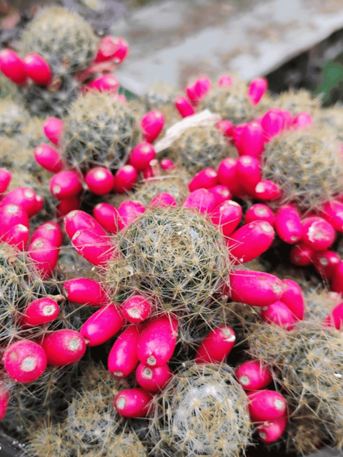 Mammillaria Gracilis Prolifera / Silver Cluster Cactus Live Plant (Bare Rooted)