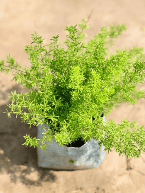 Asparagus Densiflorus Plant