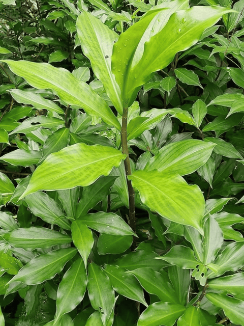 Insulin Plant Rhizomes / Costus igneus Live Plant