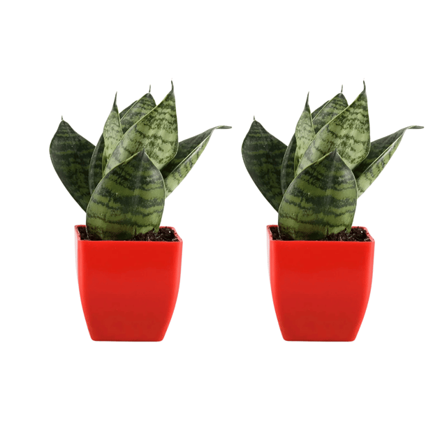 Combo Of  Double Sansevieria Hanni Plant (Bare Rooted)