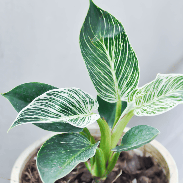 Philodendron Birkin Natural Live Indoor Plant (Bare Rooted)