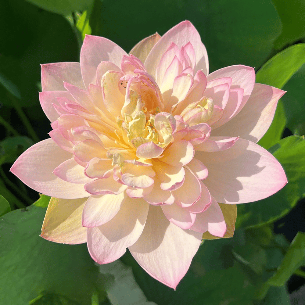 Jin Se Lotus Tuber
