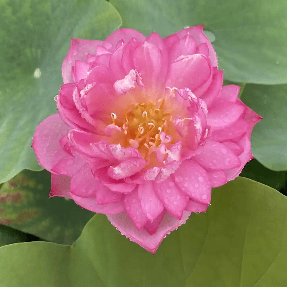 Dripping Dew Lotus Tuber